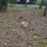 Sena Troba * Druskininkai