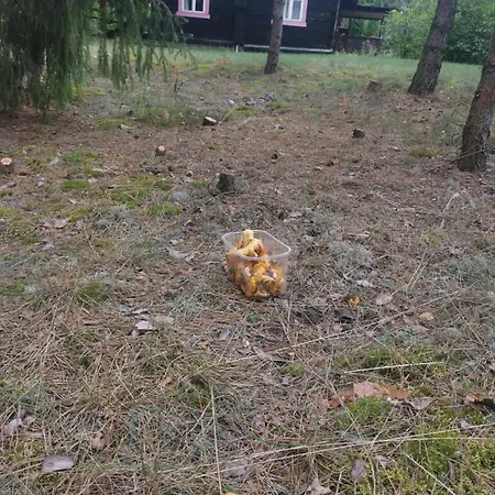 Sena Troba * Druskininkai