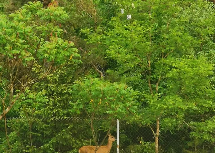 Appartement Sena Troba *